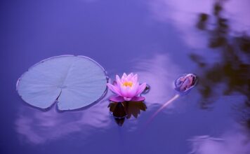 Czy w umowie zlecenia musi być podana stawka godzinowa?