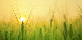 Czy można przejąć gospodarstwo rolne bez szkoły rolniczej?