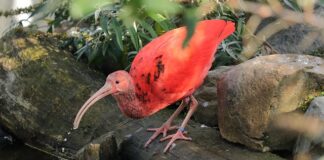 Czym różni się rezydent od nierezydenta?