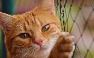 Ile jest netto na umowę zlecenie 2023?