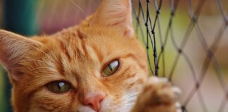 Ile jest netto na umowę zlecenie?