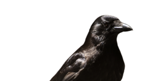 Czy w pierwszym miesiącu pracy można iść na zwolnienie lekarskie?