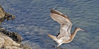 Czy umowę o dzieło rozlicza się w PIT?