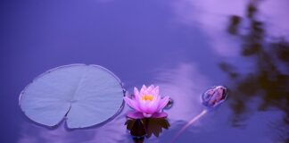 Czy przy umowie o dzieło obowiązuje stawka minimalna?